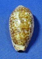 Zonaria annettae