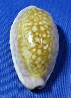Ovatipsa chinensis