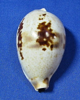 Ficadusta pulchella pericalles