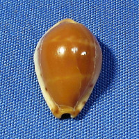 Palmadusta androyensis