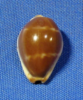 Pamadusta androyensis