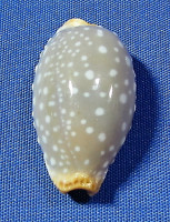 Staphylaea limacina limacina