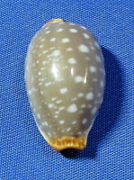 Staphylaea limacina facifer