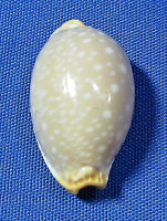 Staphylaea limacina facifer
