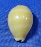 Lyncina carneola propinqua