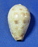 Contradusta walkeri