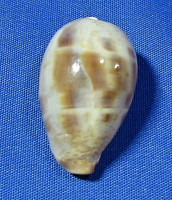 Contradusta walkeri
