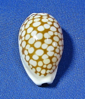 Cribrarula cribraria comma