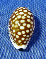 Cribrarula cribraria comma