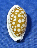 Cribrarula abaliena ganteri