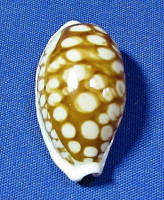 Cribrarula cribraria zadela