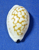 Cribrarula cribraria zadela