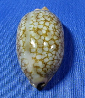 Mauritia scurra scurra