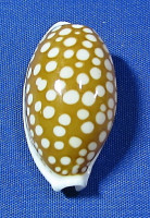 Cribrarula cribraria