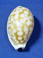 Cribrarula cribraria 