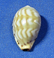Palmadusta ziczac