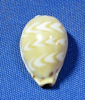Palmadusta ziczac
