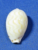 Palmadusta ziczac
