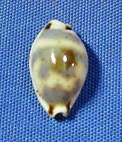 Bistolida ursellus