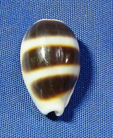 Palmadusta asellus