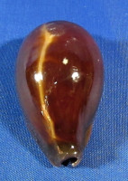 Erronea adusta