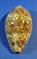 Zonaria annettae
