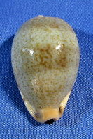 Contradusta xanthodon