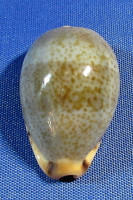 Contradusta xanthodon