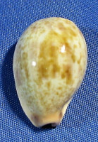 Erronea subviridis