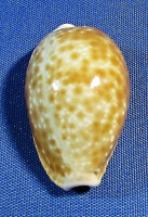 Naria helvola meridionalis