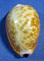 Naria helvola meridionalis