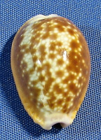 Naria helvola argella