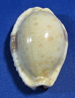 Erronea erosa lactenscens
