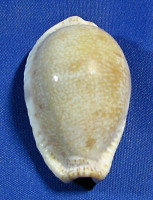 Erronea erosa chlorizans 