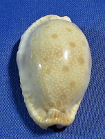Erronea erosa
