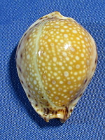 Erosaria lamarckii redimita