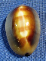 Lyncina ventriculus topee