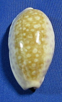 Ovatipsa chinensis