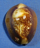 Monetaria caputserpentis