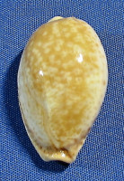 Naria spurca