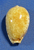 Naria spurca 