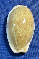 Erronea erosa