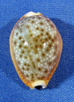 Naria bellatrix