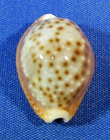 Naria bellatrix