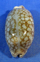 Mauritia scurra scurra