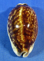 Mauritia eglantina niger