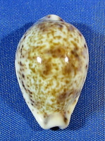 Palmadusta lentiginosa