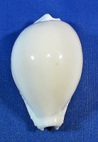 Naria eburnea