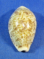 Palmadusta lentiginosa