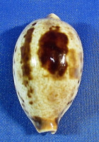 Erronea succincta